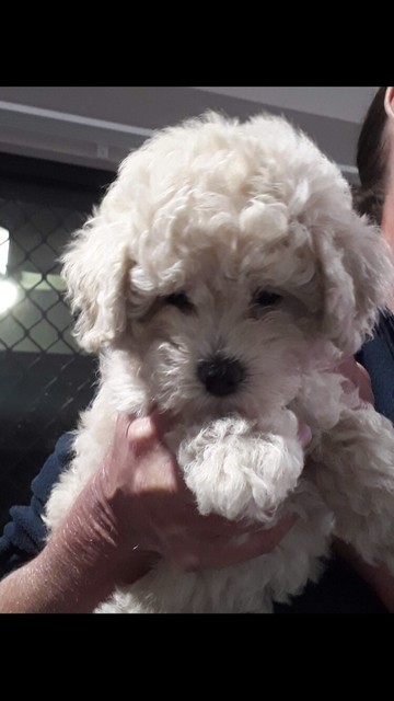 bichon frise for sell